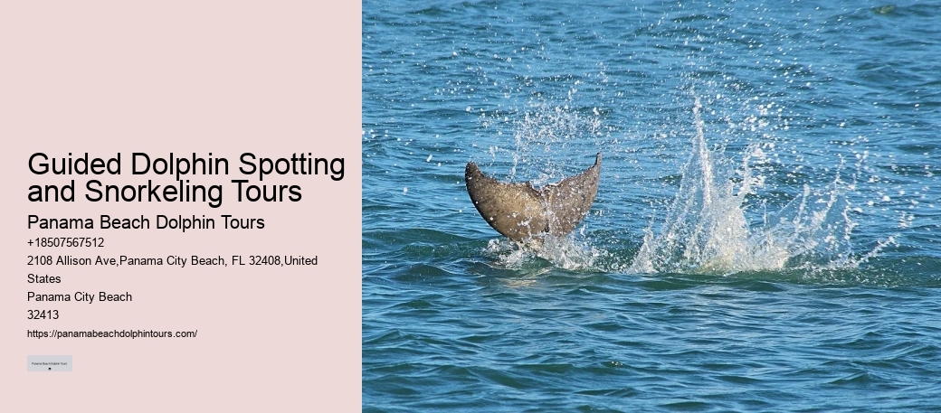 Dolphin Cruises