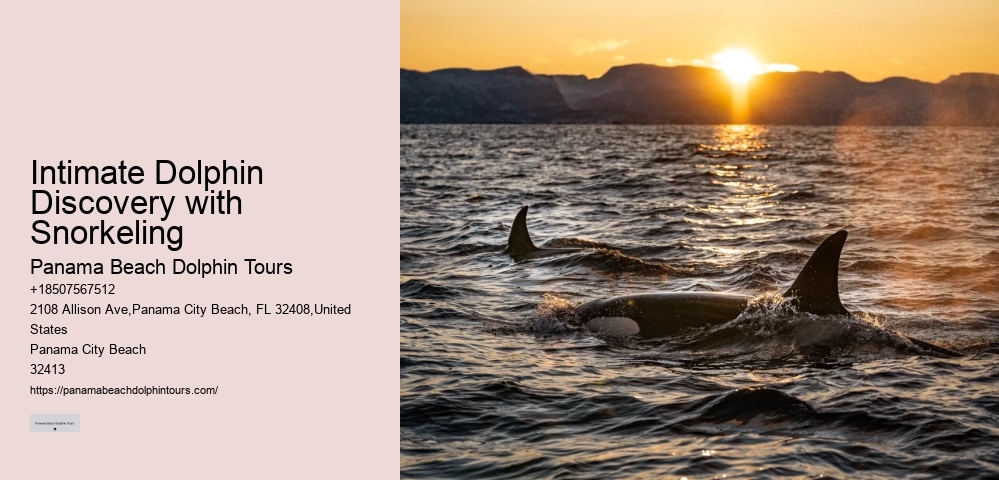 2-hour Private Miami Snorkeling And Dolphin Watching Tour