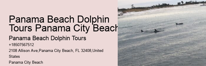 Can I feed the dolphins during the tour