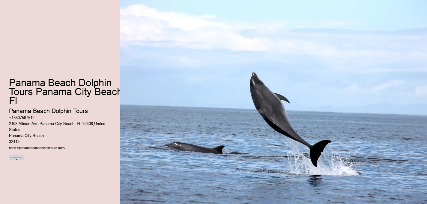 Panama City Beach dolphin safari