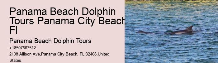 Dolphin Tours Panama City