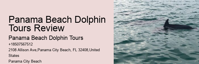 Guided Dolphin Spotting and Snorkeling