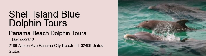 Split Personalized Dolphin And Snorkeling Experiences