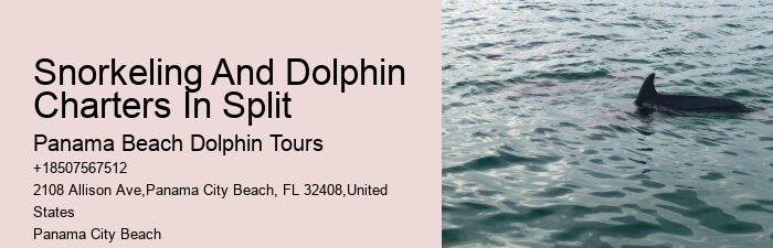 Dolphin Quest Tours