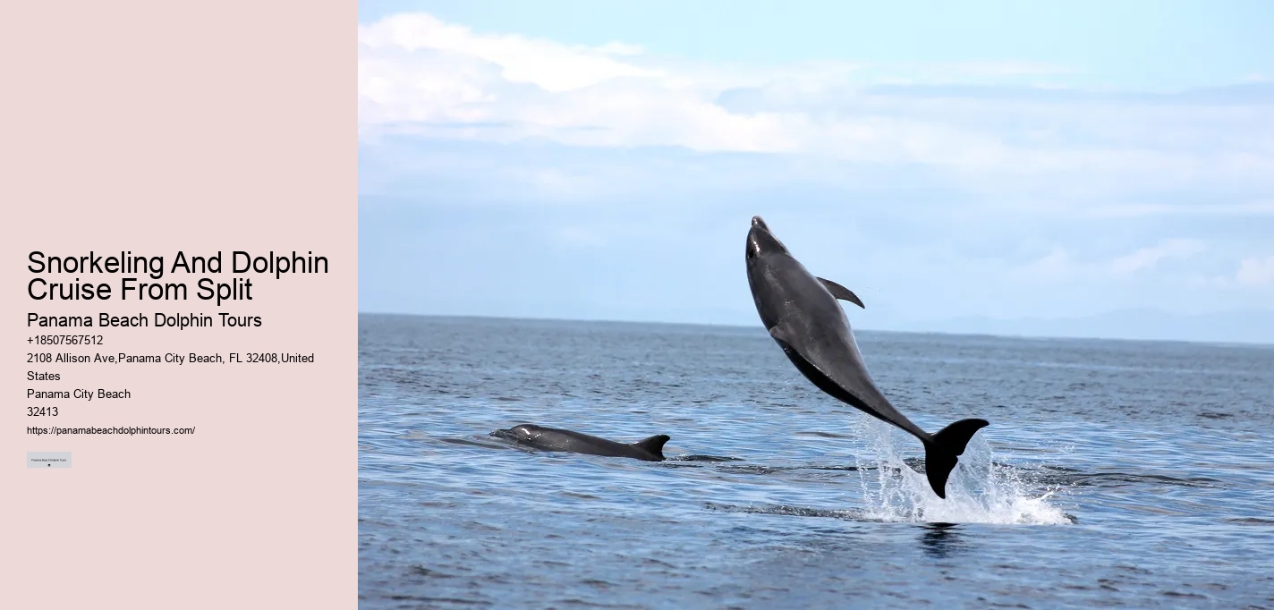 PCB Dolphin Tours