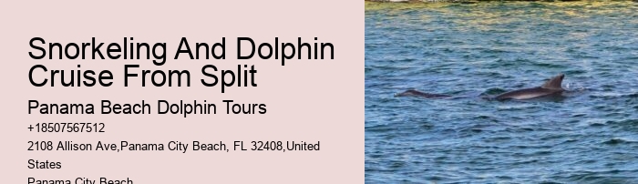Tips And Advice For Swimming With Dolphins