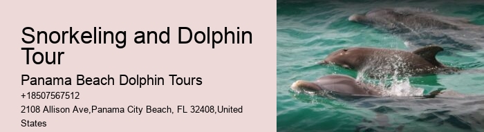 Bespoke Dolphin Encounter with Snorkeling