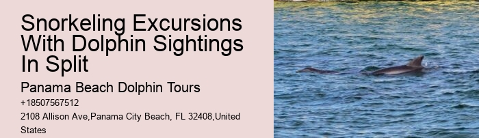 Personal Dolphin Exploration with Snorkeling