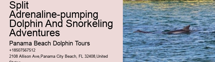 Dolphin sightseeing in Panama City Beach