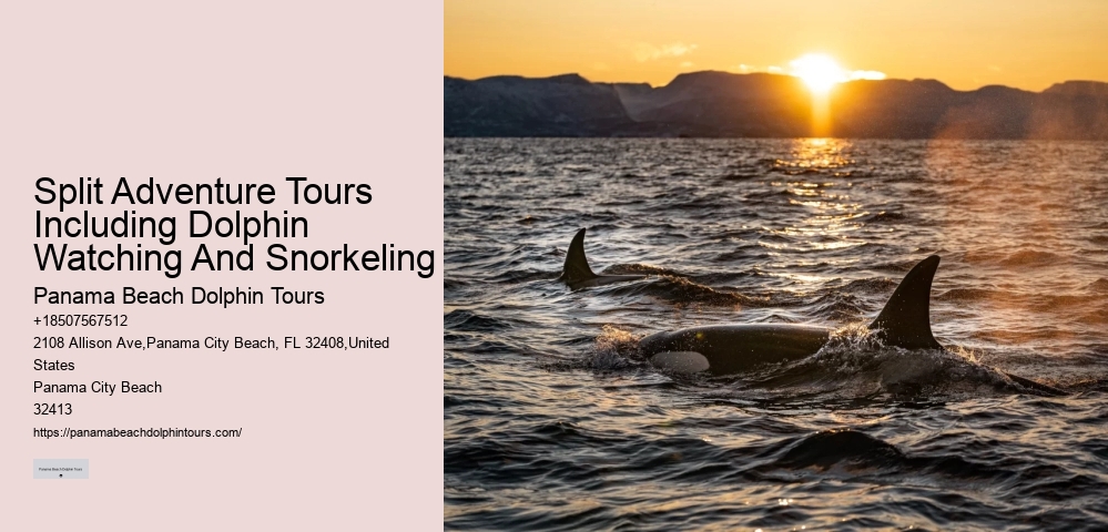Sunset Dolphin Tours Panama City Beach