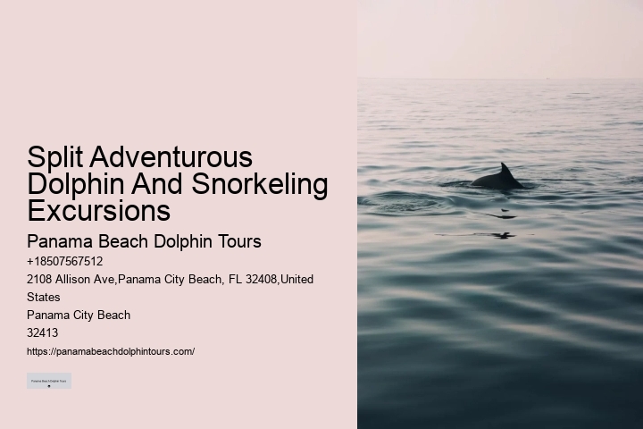 Exclusive Dolphin Snorkeling Excursions