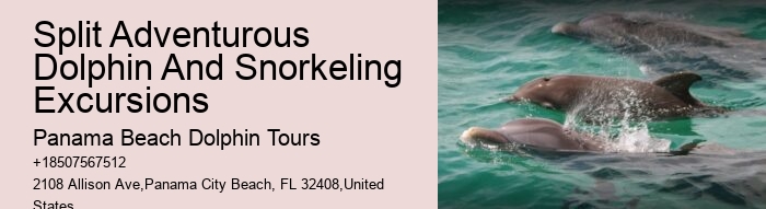 Exclusive Dolphin Expedition and Snorkeling