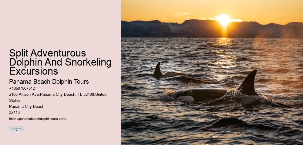 Shell Island Snorkeling & Dolphin Tours