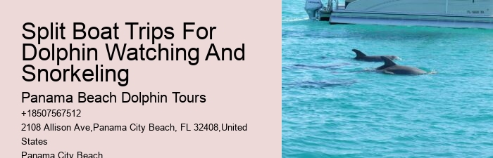 What is the average group size on a dolphin tour in Panama City Beach