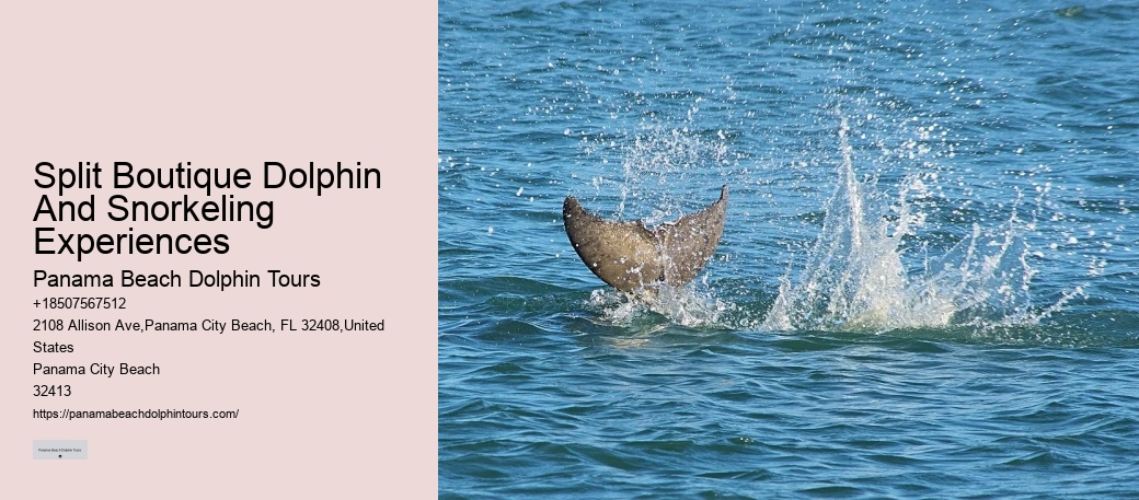 Are Dolphin Tours Safe For Dolphins