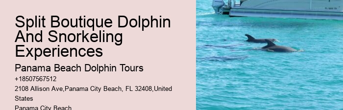Split Charter Dolphin And Snorkeling Tours 2 Hours
