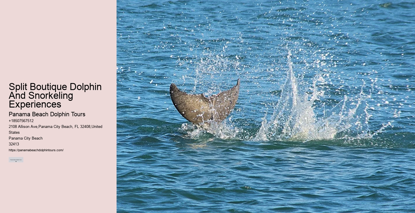 Dolphin Tour And Snorkeling Near Me