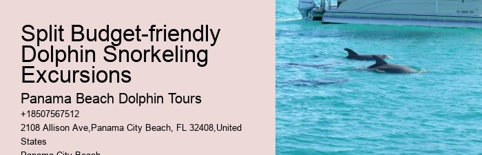 Split Snorkel And Swim With Dolphins Experiences