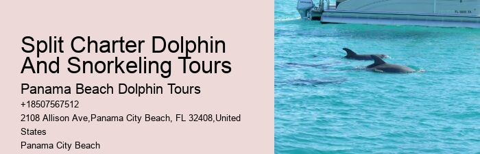 Do You Need To Know How To Swim To Swim With Wild Dolphins
