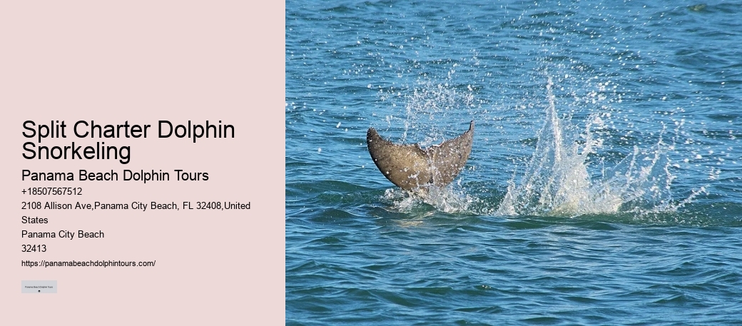 VIP Dolphin Safari with Snorkeling