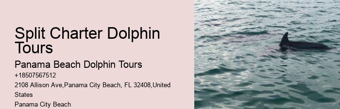 Do Dolphins Really Swim In Front Of Ships
