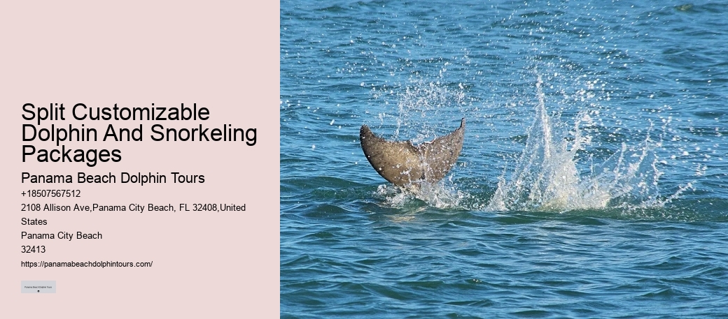 How To Interact With Wild Dolphins