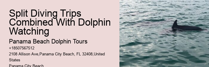 Dolphin And Snorkeling Tours In Panama City Beach