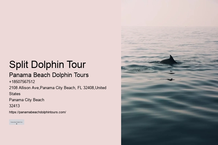 Charter Dolphin And Snorkeling Tours 2 Hours