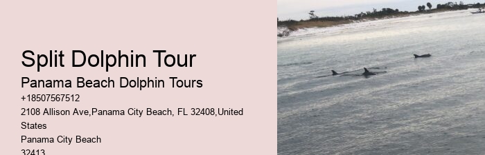 Dolphin Boat Tours Panama City Beach Fl