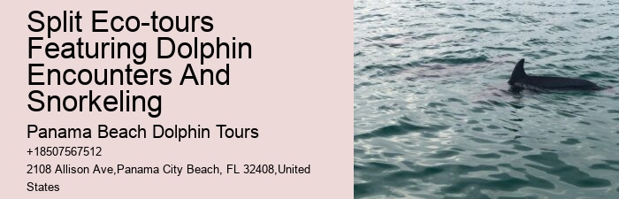 Split Charter Dolphin And Snorkeling Tours