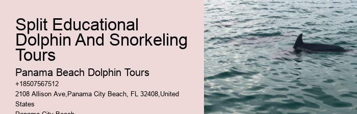 Panama City Beach Dolphin Trips