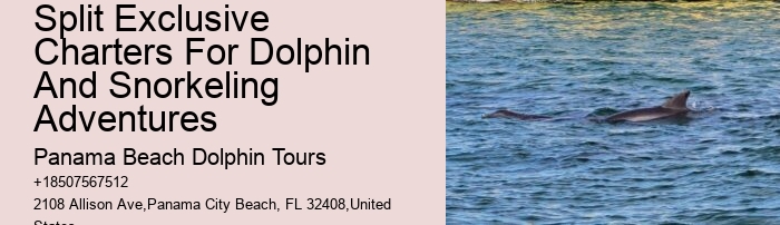 Dolphin Tours Destin
