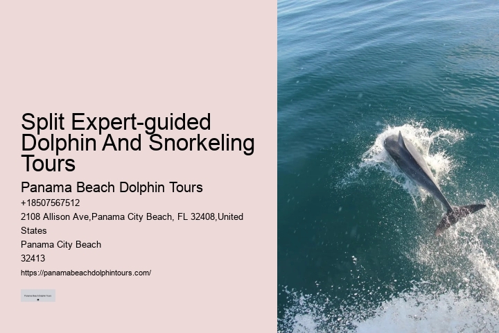 How Much Does It Cost To Swim With The Dolphins In Panama City Beach