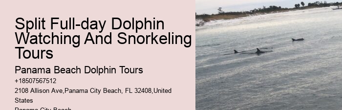Can A Non Swimmer Swim With Dolphins