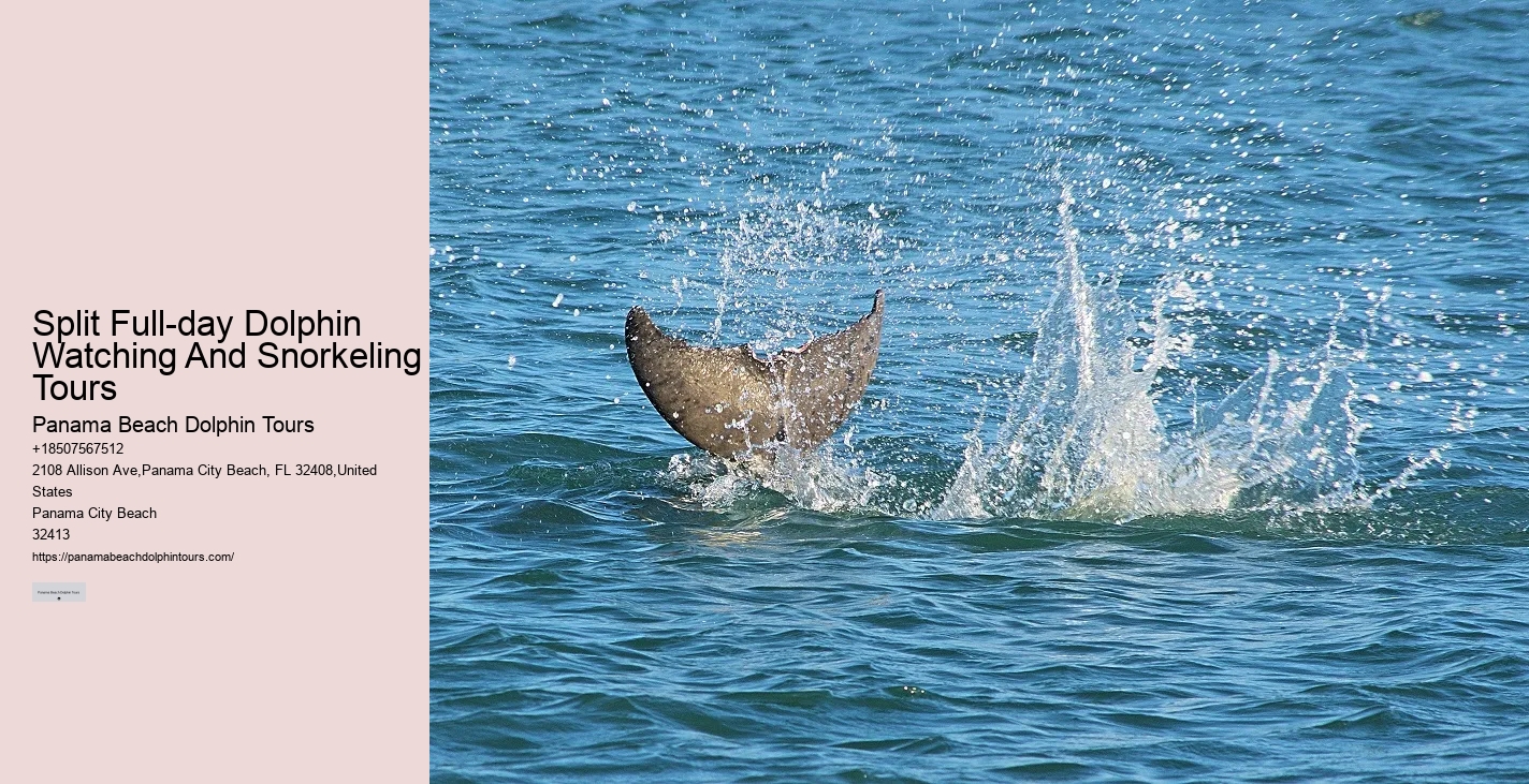 Paradise Dolphin Tours