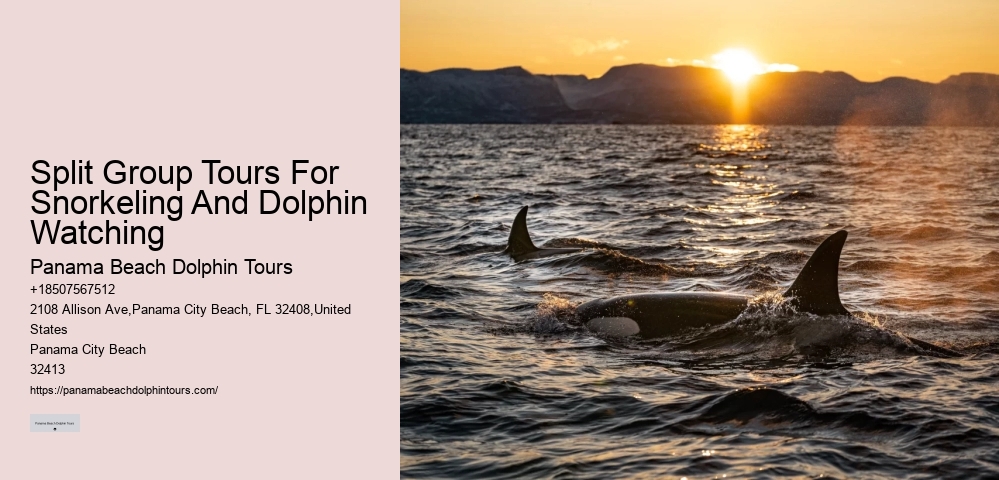 Tailored Dolphin Discovery and Snorkeling Adventures