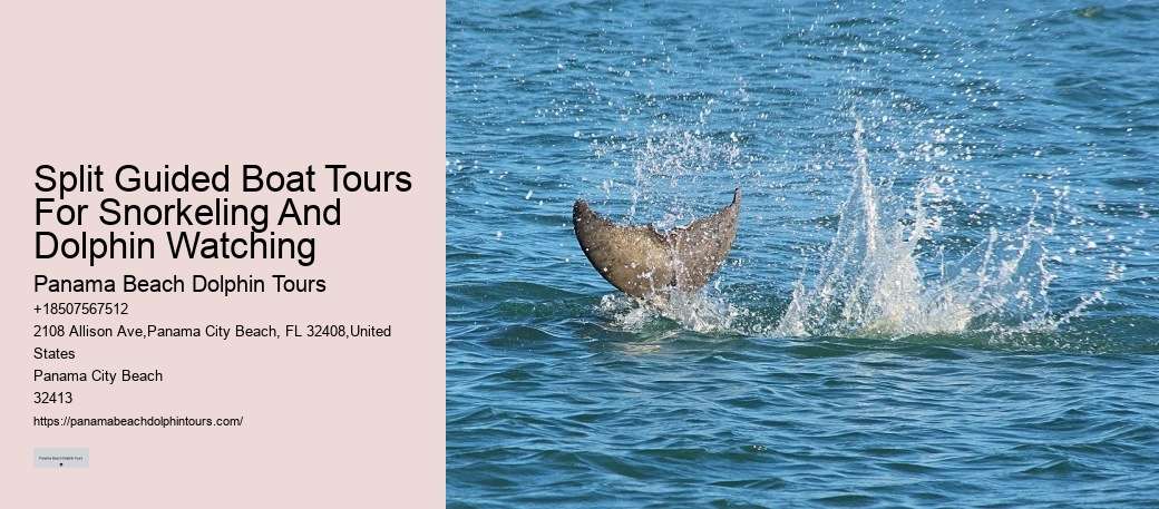 Split Customizable Dolphin And Snorkeling Packages