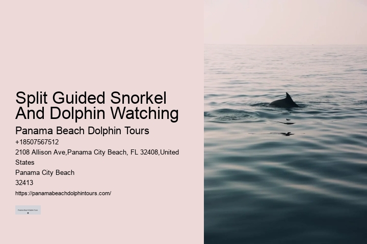 What Do You Wear To Swim With Dolphins