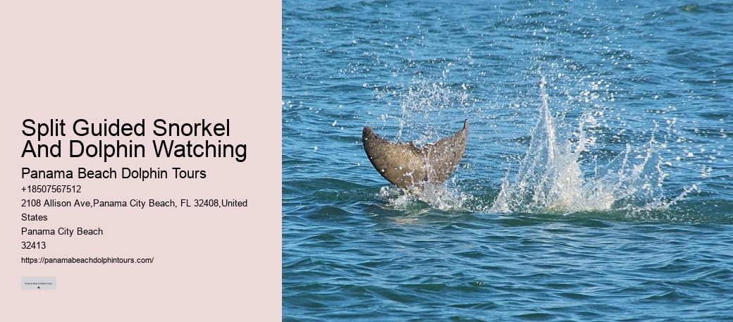 Do Dolphins Ever Bite Hooks