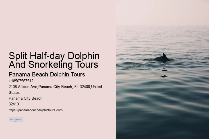 Why Can't You Wear Jewelry When Swimming With Dolphins