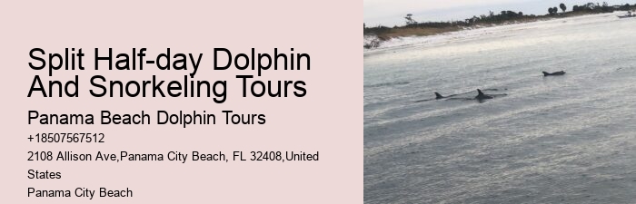 Individual Dolphin Expedition with Snorkeling
