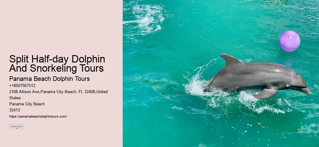Top 5 Places To Swim With Dolphins