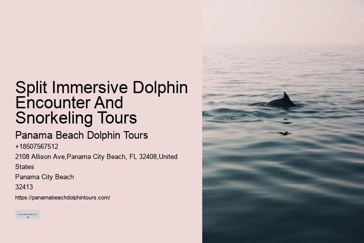 Dolphin Tours In Panama City Beach