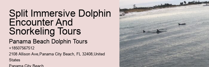 Snorkeling And Dolphin Charters In Split