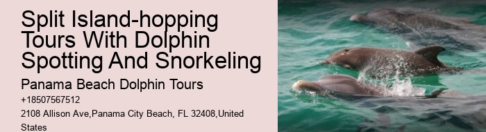 Dolphin Tours In Panama City Beach Florida