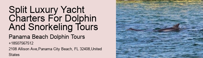 Best Places To See Wild Dolphins