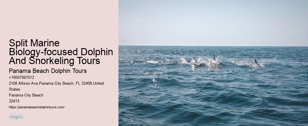 VIP Dolphin Encounter with Snorkeling