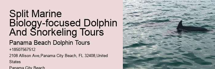 Can I Swim With Dolphins If I Can't Swim