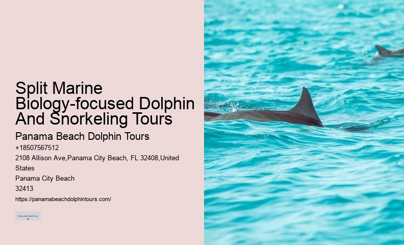 Split Half-day Dolphin And Snorkeling Tours