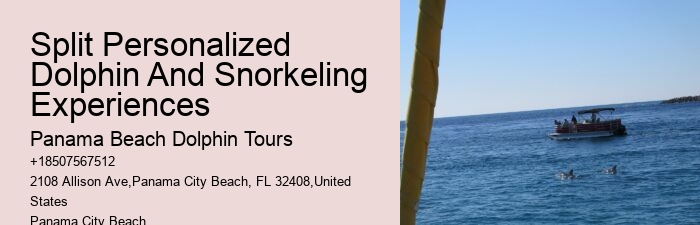 Premium Dolphin Expedition with Snorkeling